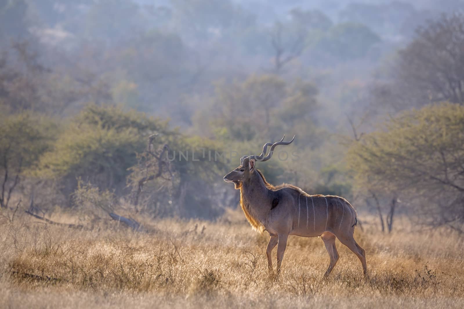 Greater kudu in Kruger National park, South Africa by PACOCOMO