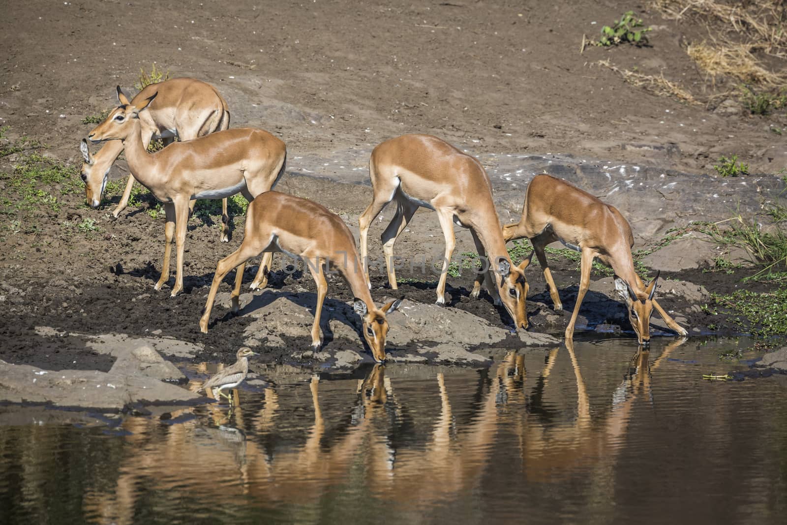 Small group of Common Impalas drinking in waterhole with reflection in Kruger National park, South Africa ; Specie Aepyceros melampus family of Bovidae