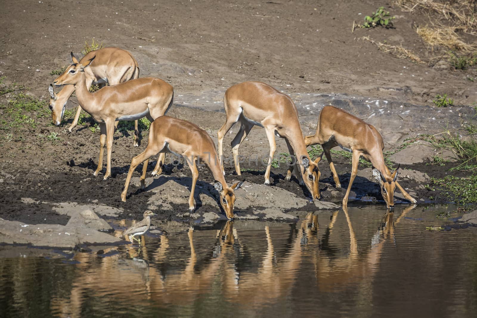 Common Impala in Kruger National park, South Africa by PACOCOMO