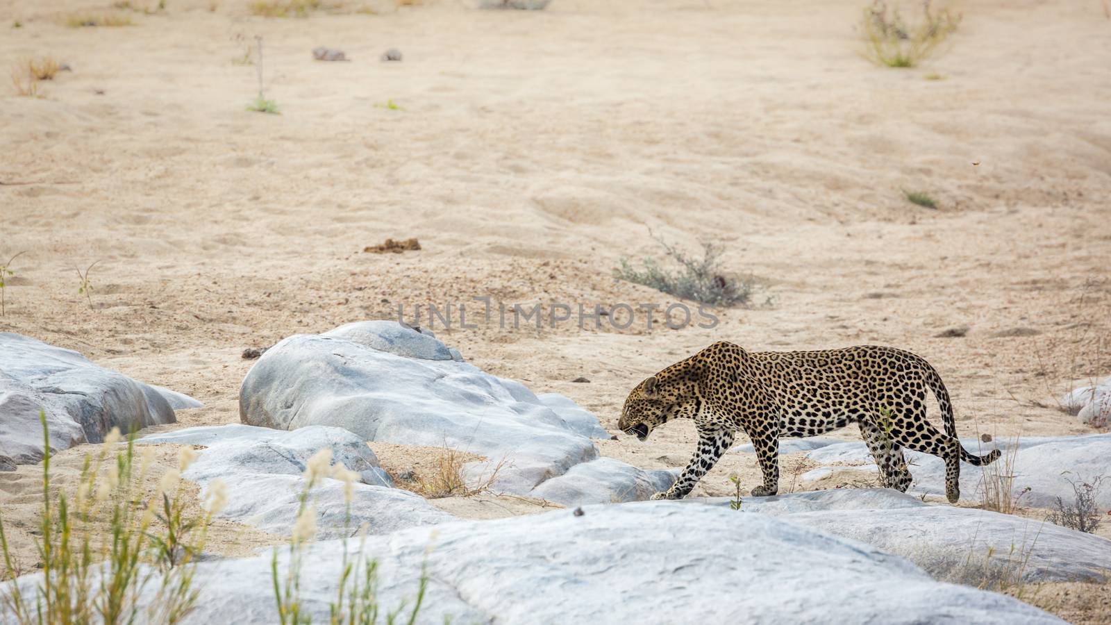 Leopard walking on sandy riverbank in Kruger National park, South Africa ; Specie Panthera pardus family of Felidae
