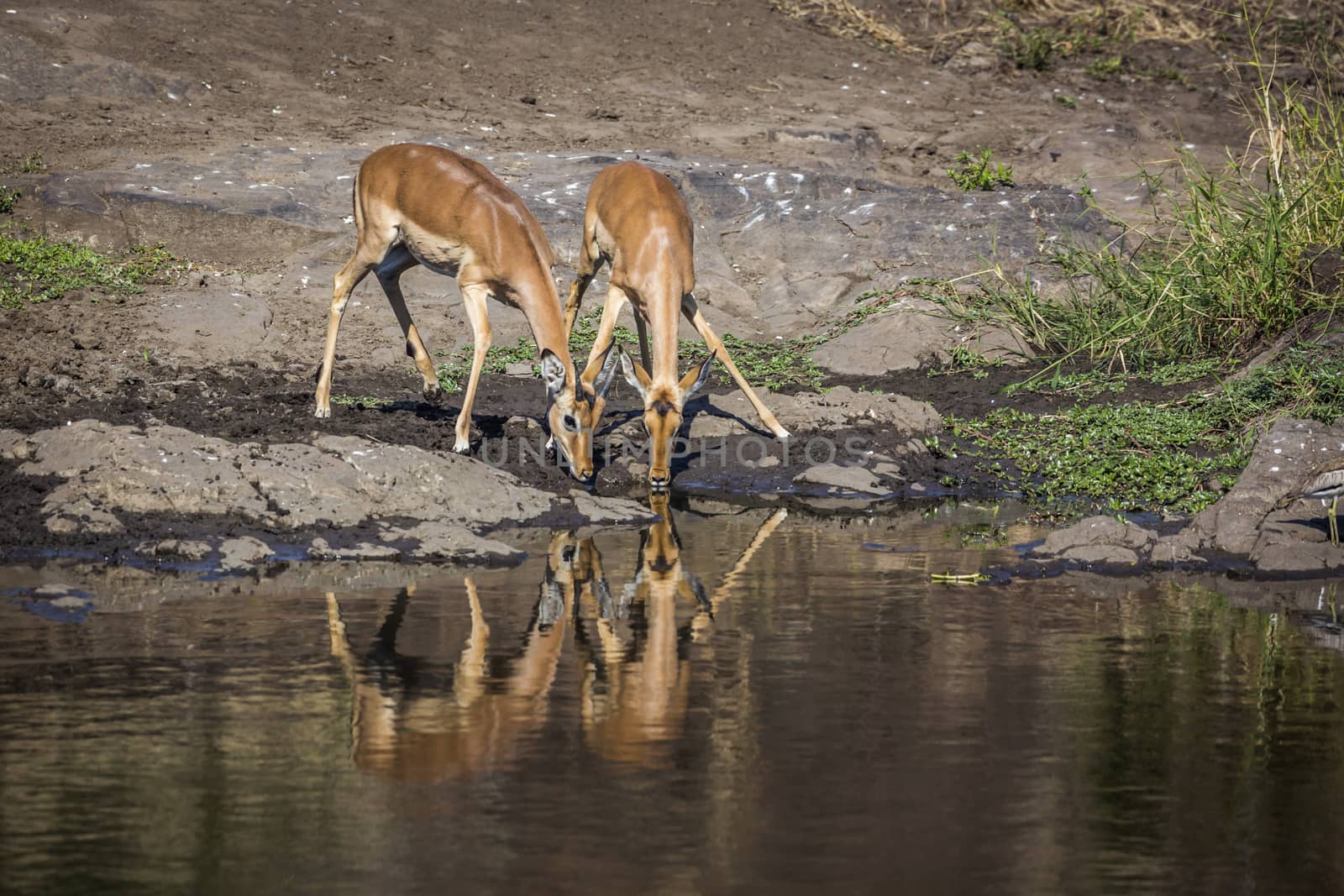 Two Common Impala drinking with reflectioin in Kruger National park, South Africa ; Specie Aepyceros melampus family of Bovidae