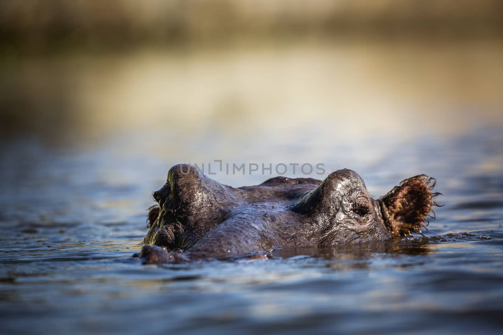 Hippopotamus head in water surface level in Kruger National park, South Africa ; Specie Hippopotamus amphibius family of Hippopotamidae