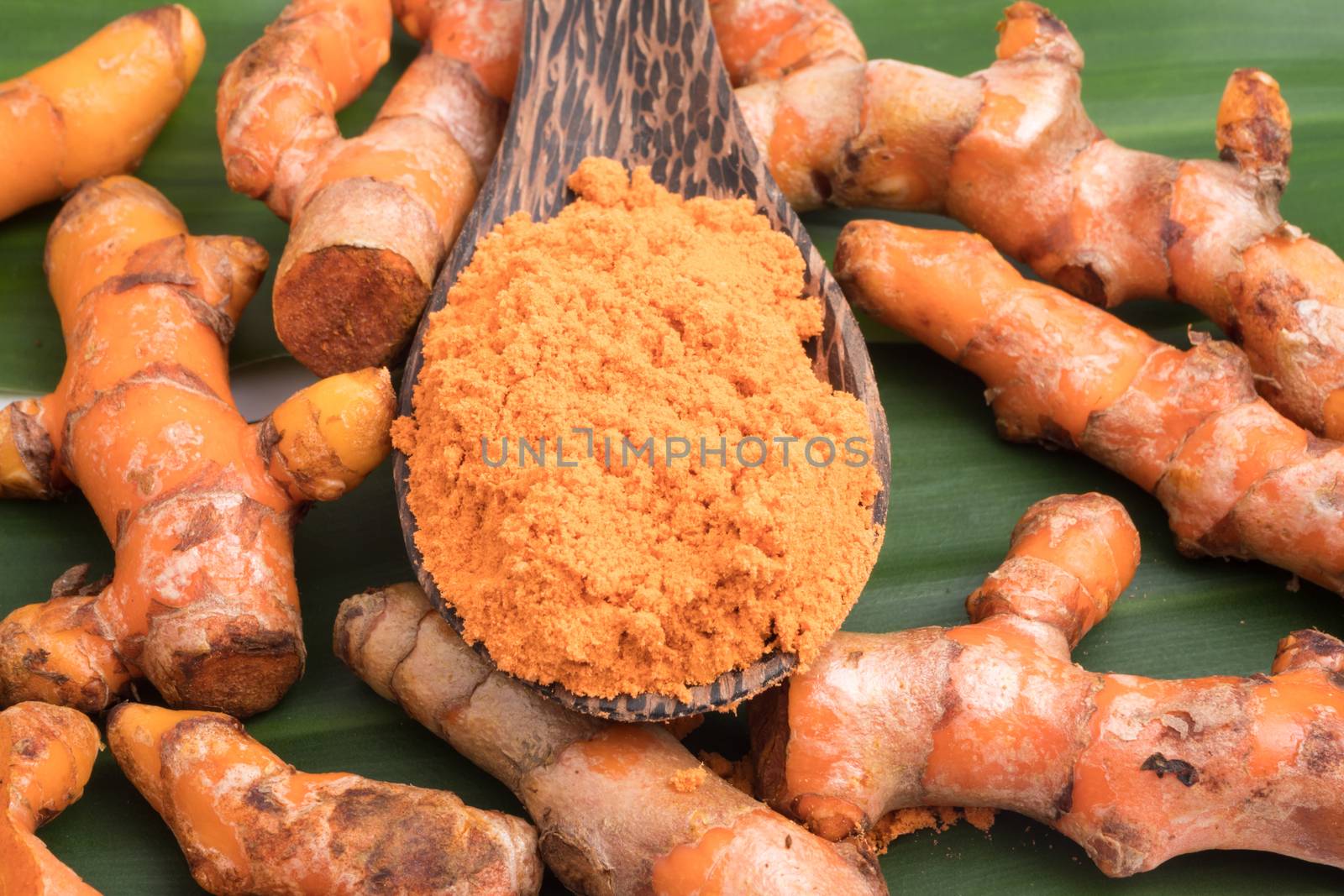 Turmeric roots with turmeric powder on green leaf background.