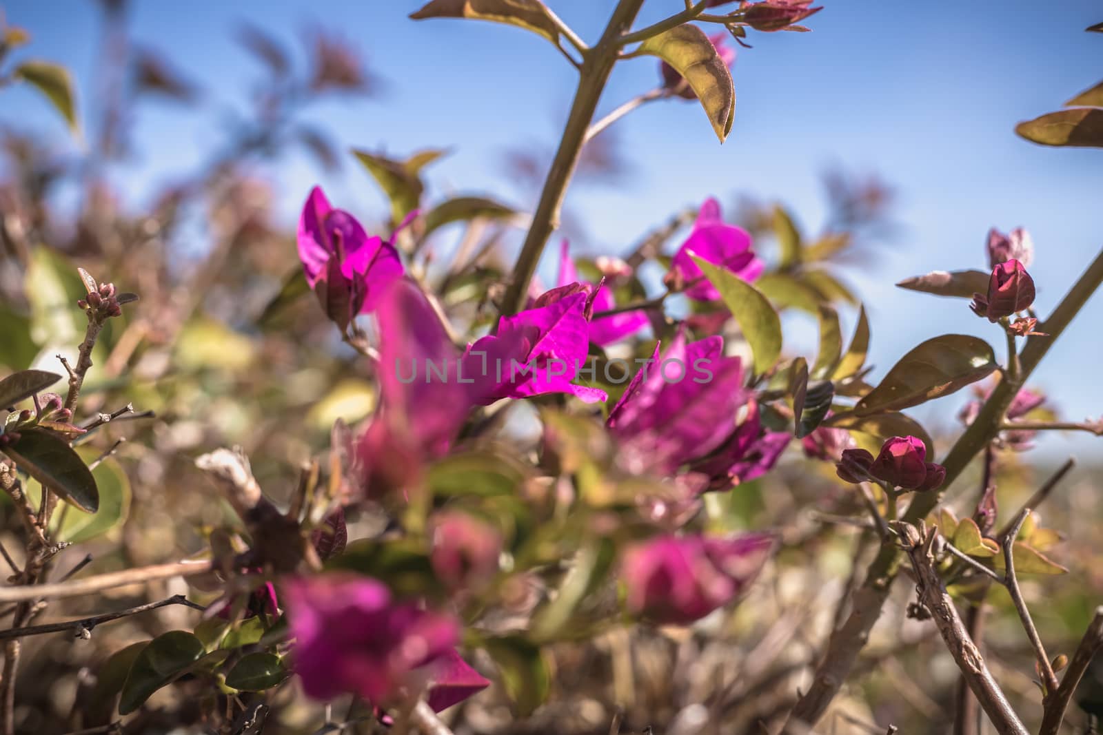 bougainvillea flower on a sunny winter day by AtlanticEUROSTOXX