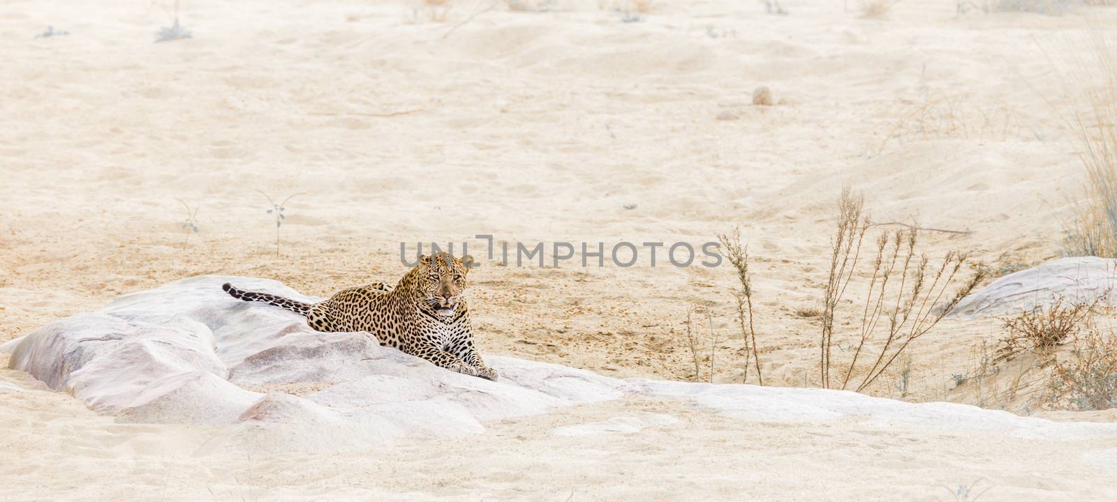 Leopard lying down on a rock in riverbank in Kruger National park, South Africa ; Specie Panthera pardus family of Felidae