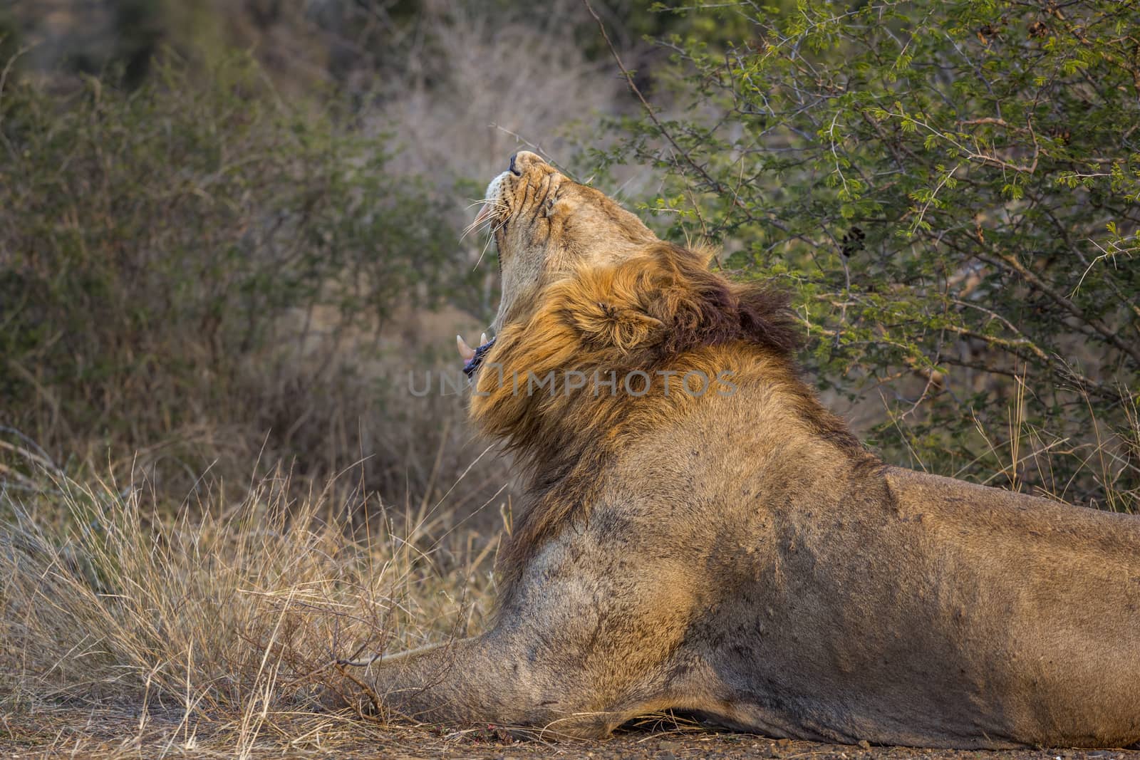 African lion male yawning in Kruger National park, South Africa ; Specie Panthera leo family of Felidae