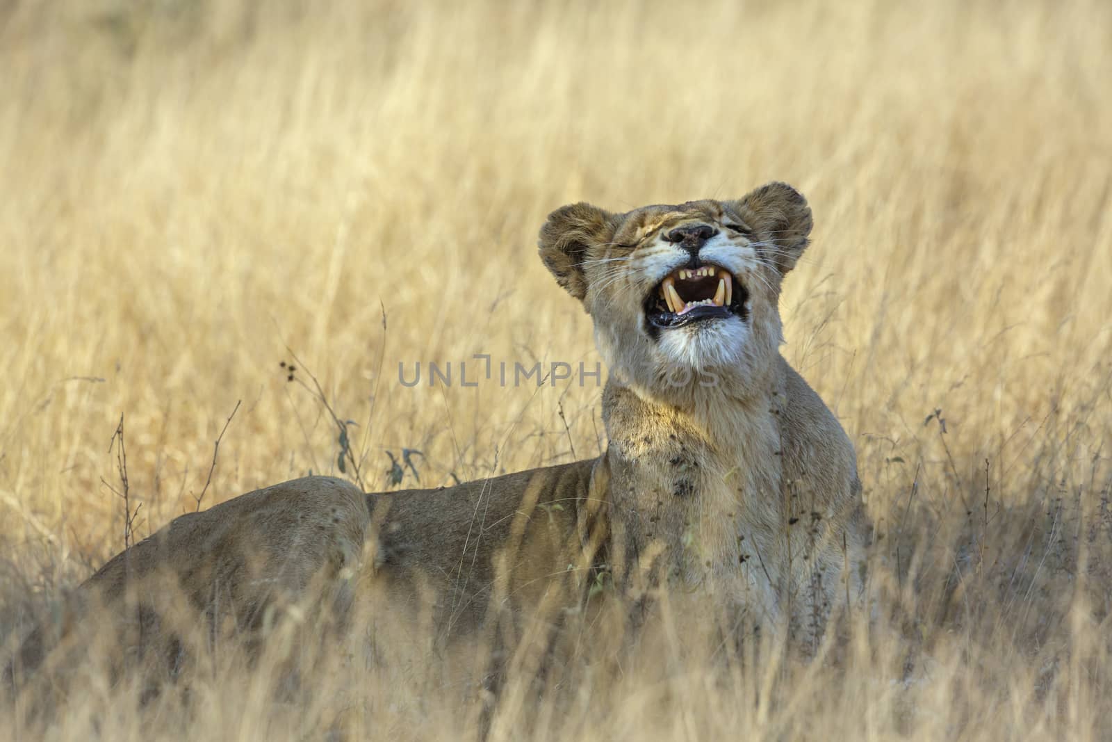 African lioness yawning in Kruger National park, South Africa ; Specie Panthera leo family of Felidae