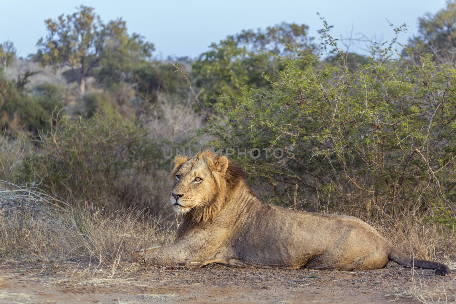 African lion male lying down in savannah in Kruger National park, South Africa ; Specie Panthera leo family of Felidae