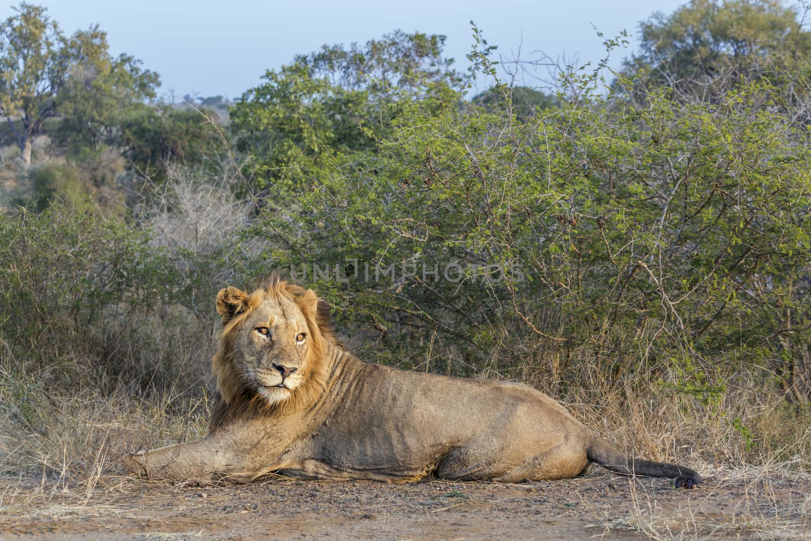 African lion male lying down in savannah in Kruger National park, South Africa ; Specie Panthera leo family of Felidae