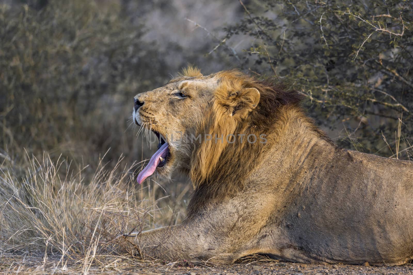 African lion male portrait yawning in Kruger National park, South Africa ; Specie Panthera leo family of Felidae