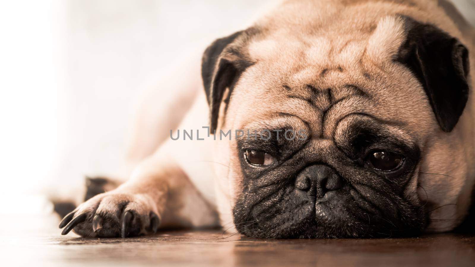 Close up of cute pug dog lying down on wooden floor at home. by ronnarong