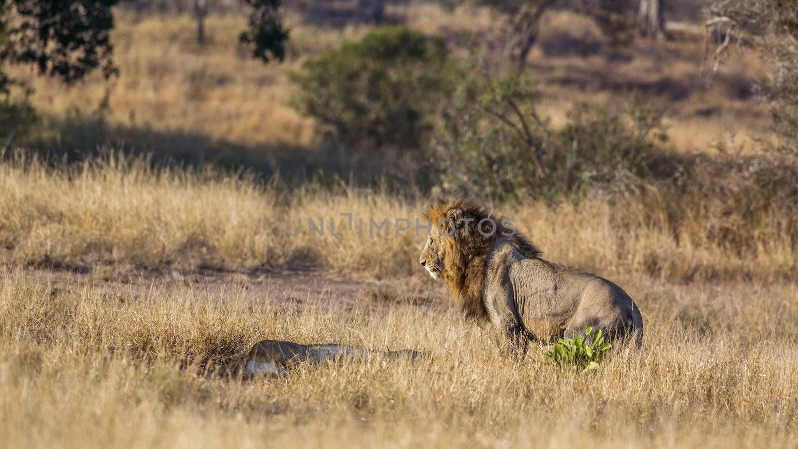 Majestic African lion male meeting lioness in Kruger National park, South Africa ; Specie Panthera leo family of Felidae