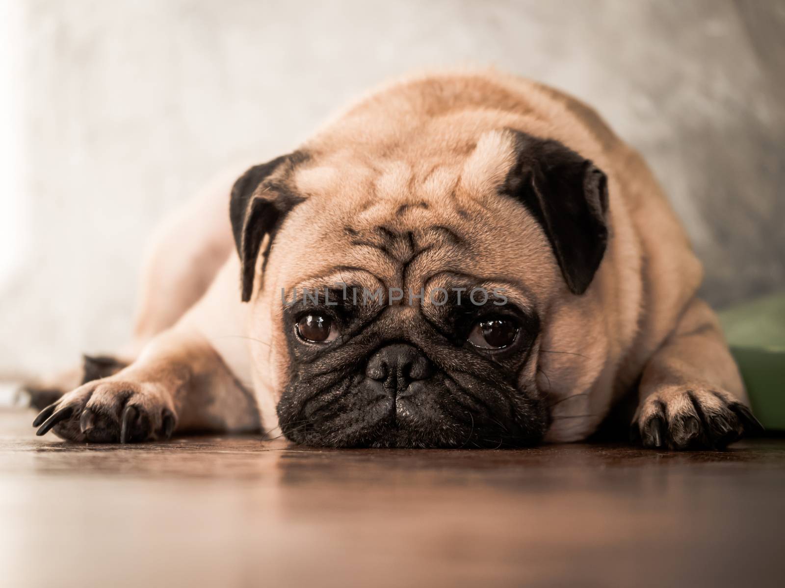 Close up of cute pug dog lying down on wooden floor at home. by ronnarong