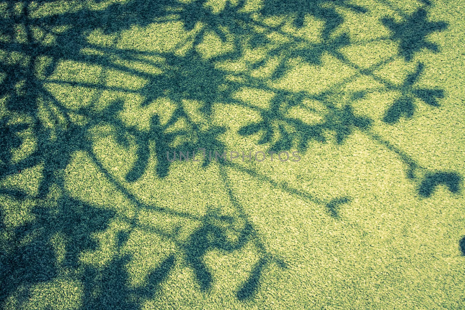 shadow of  tree on grass ground.Vintage filter.
