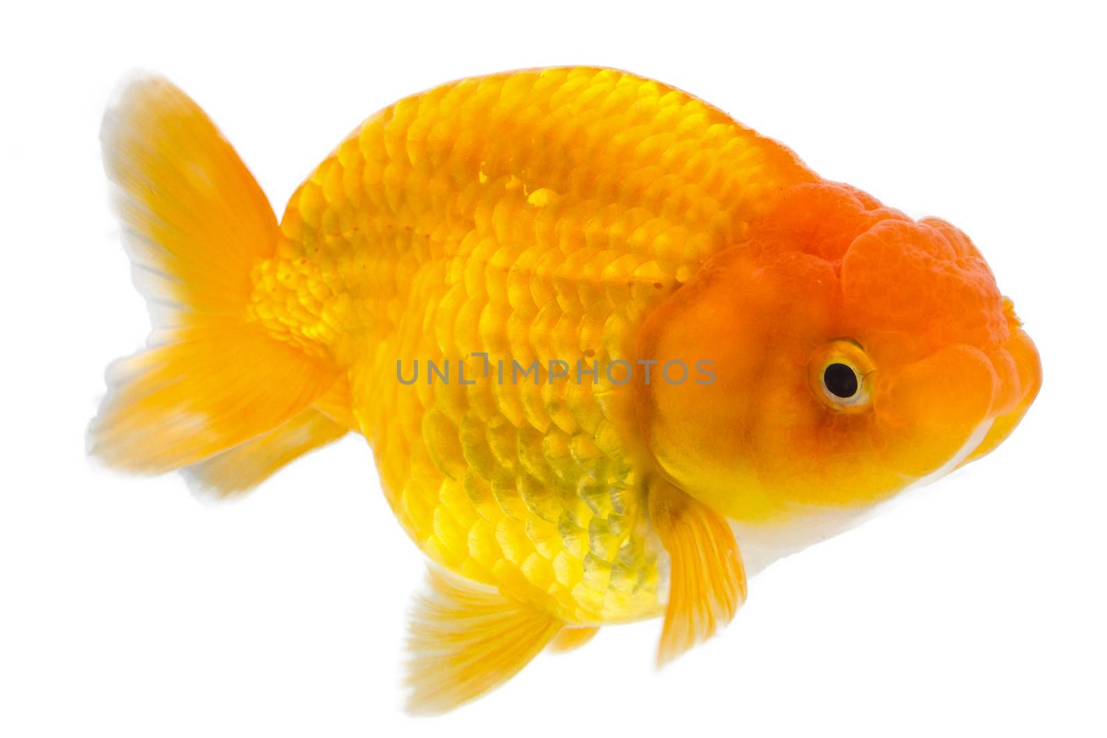 goldfish on white background by ronnarong