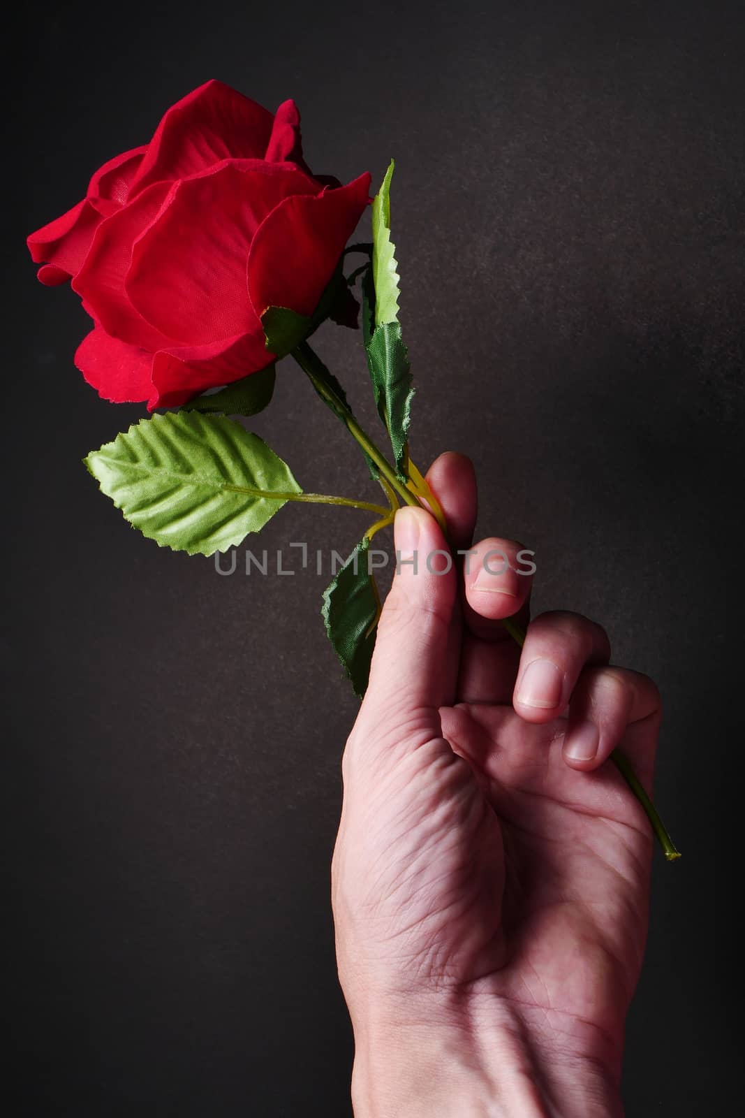 Close up of Male hand holding red rose on black background. by ronnarong