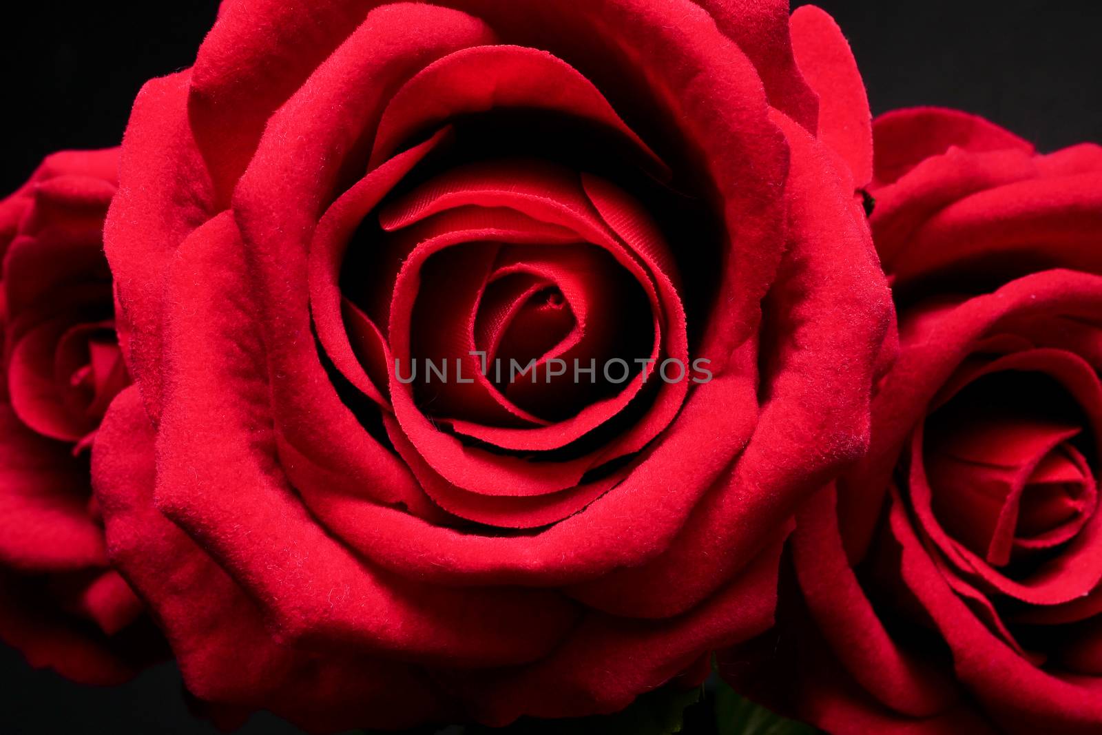 Close up bunch of Red roses on black background.