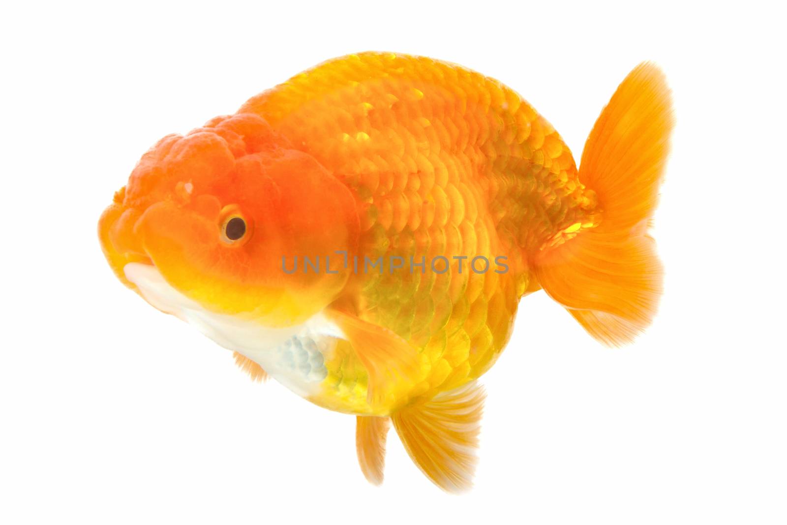 goldfish on white background by ronnarong