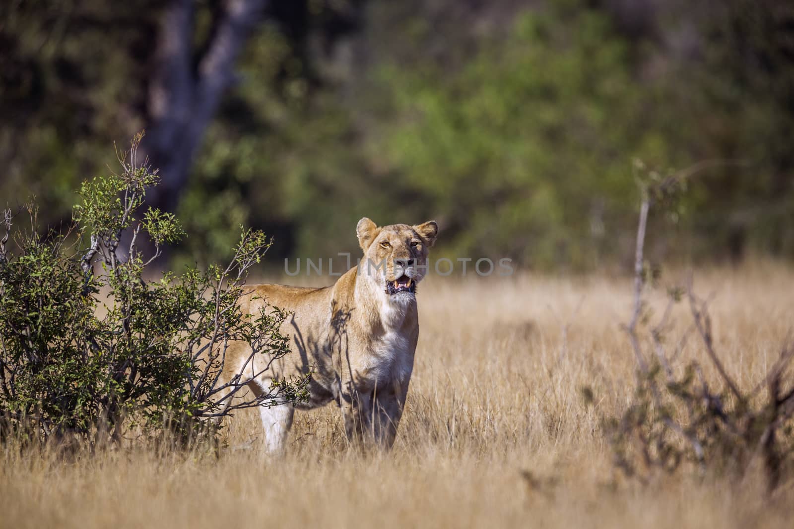 African lioness on hunting mode in savannah in Kruger National park, South Africa ; Specie Panthera leo family of Felidae