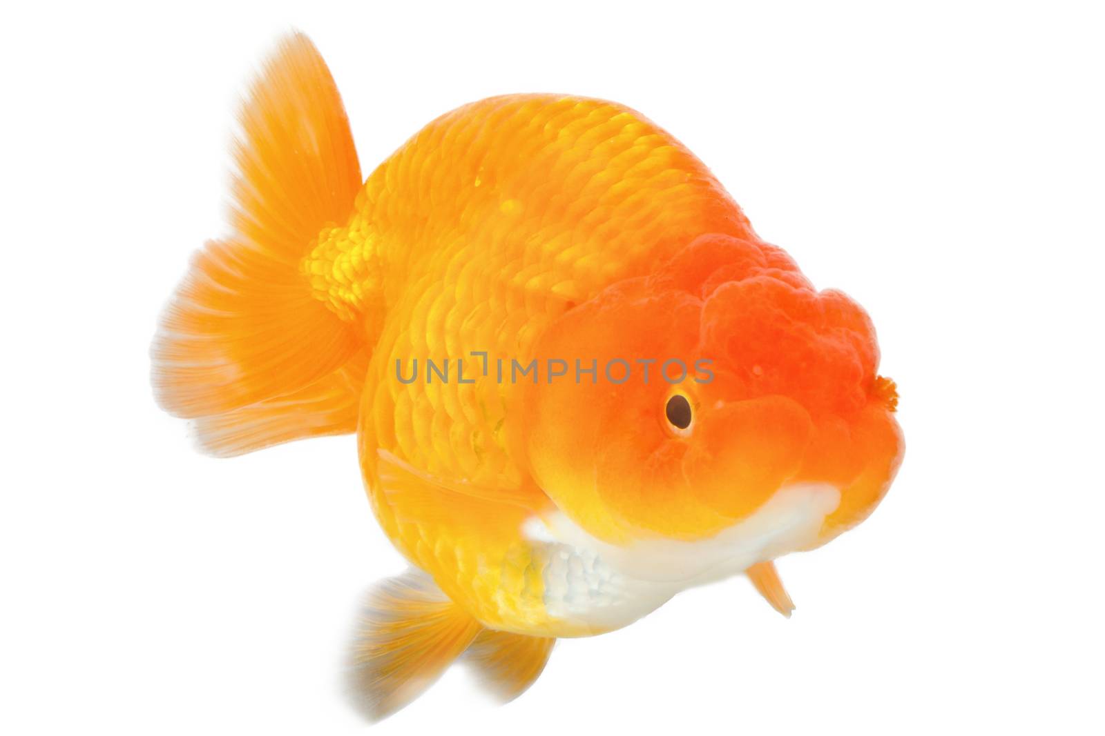 goldfish on white background