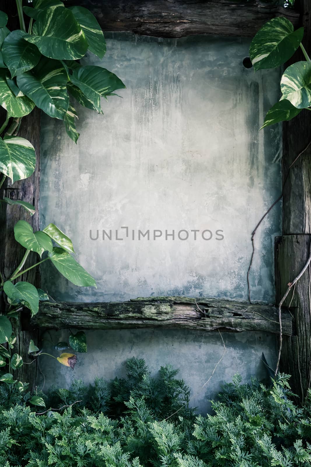 green leaf plant over grunge wall background- vintage effect sty by ronnarong