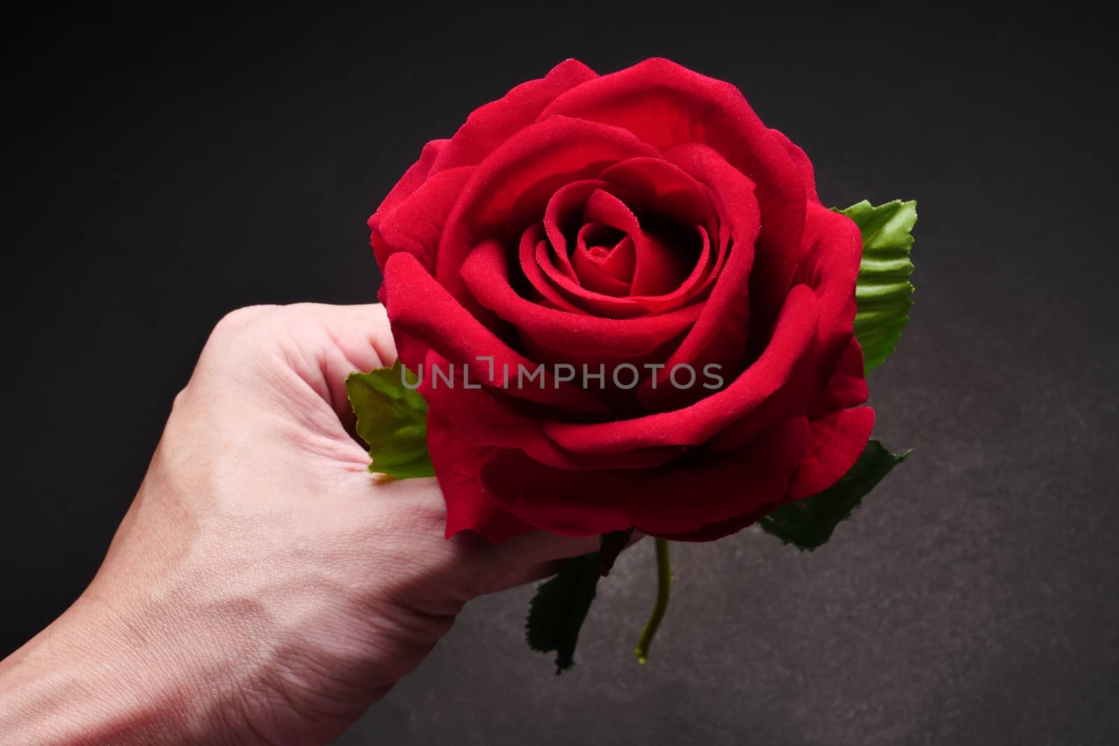 Close up of Male hand holding red rose on black background. by ronnarong