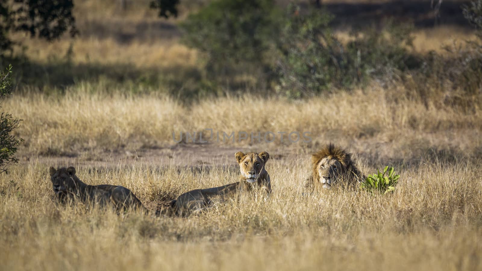 African lion in Kruger National park, South Africa by PACOCOMO