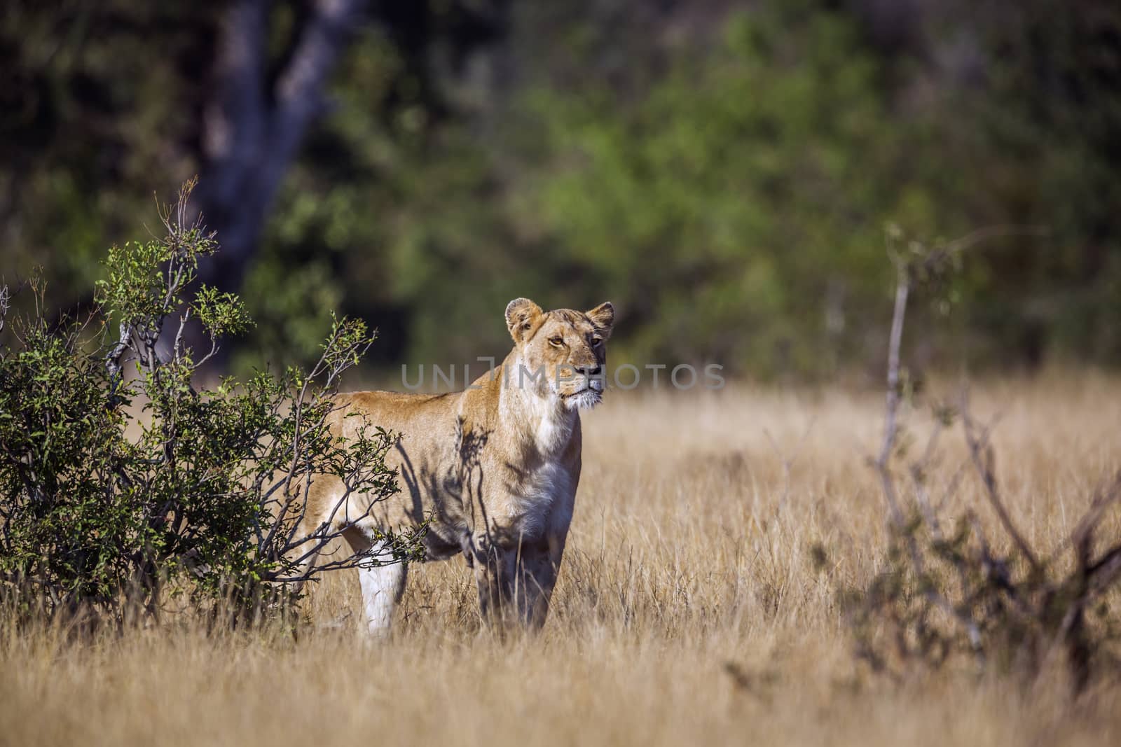 African lion in Kruger National park, South Africa by PACOCOMO