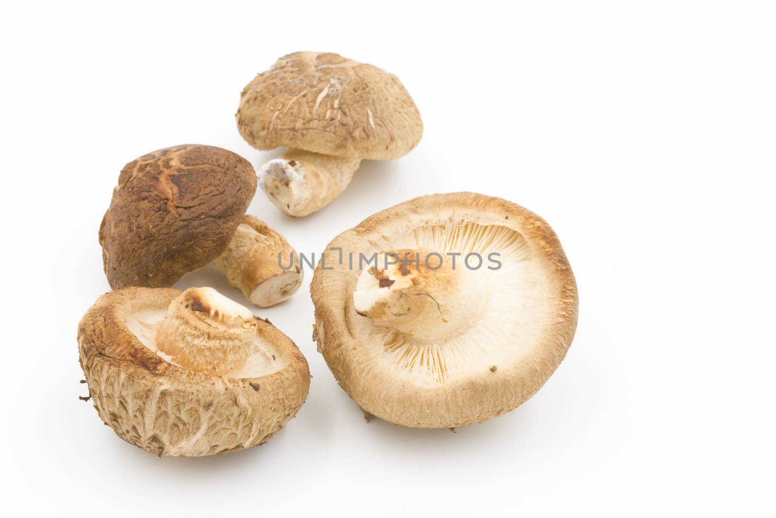 Shiitake mushroom on the White background  by ronnarong