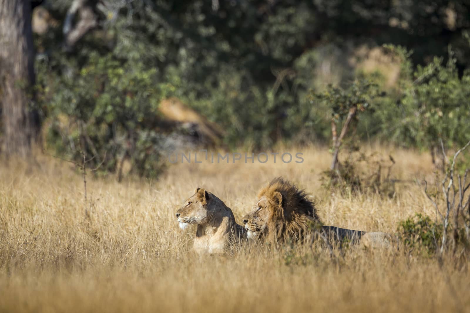 African lion in Kruger National park, South Africa by PACOCOMO