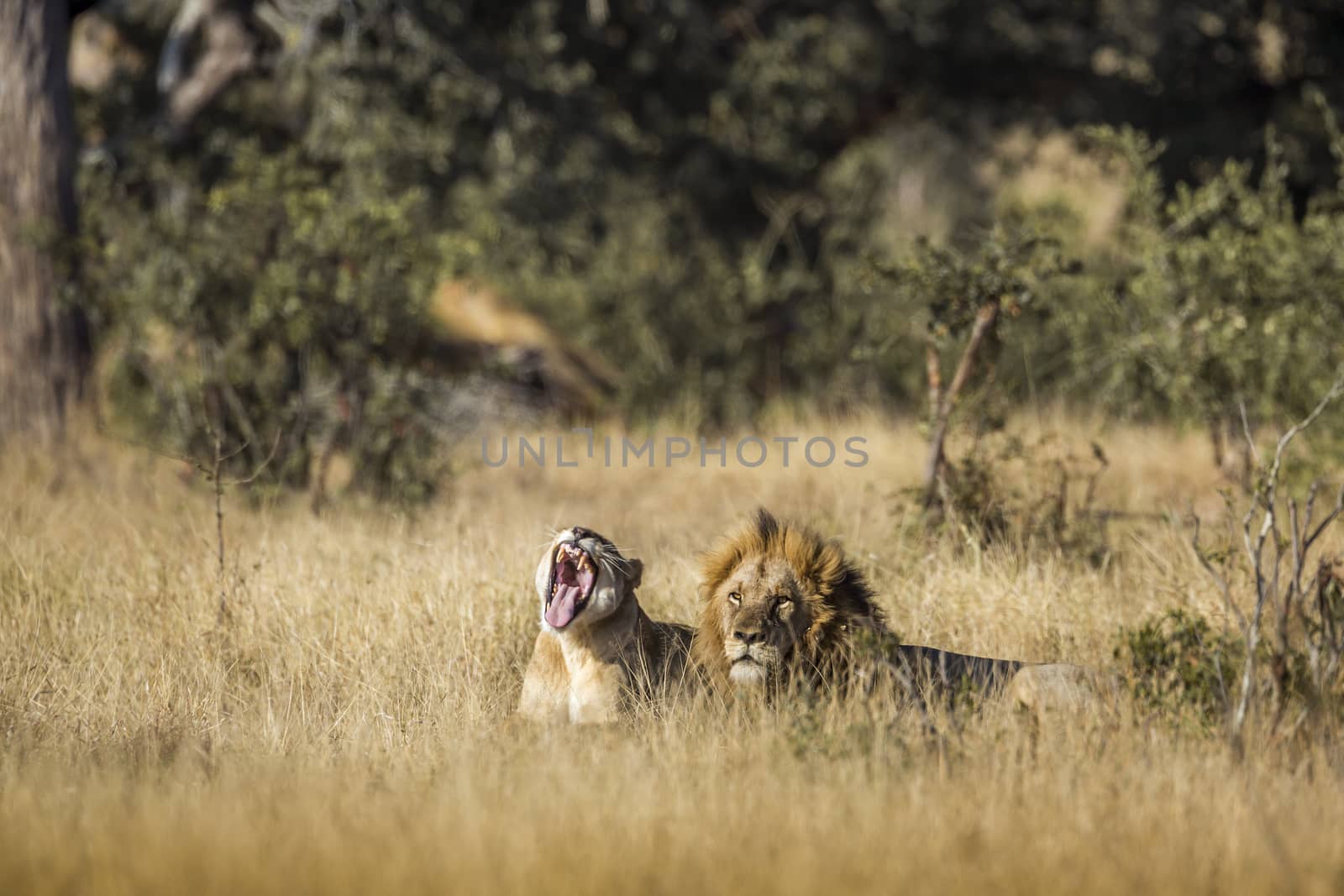 African lion in Kruger National park, South Africa by PACOCOMO