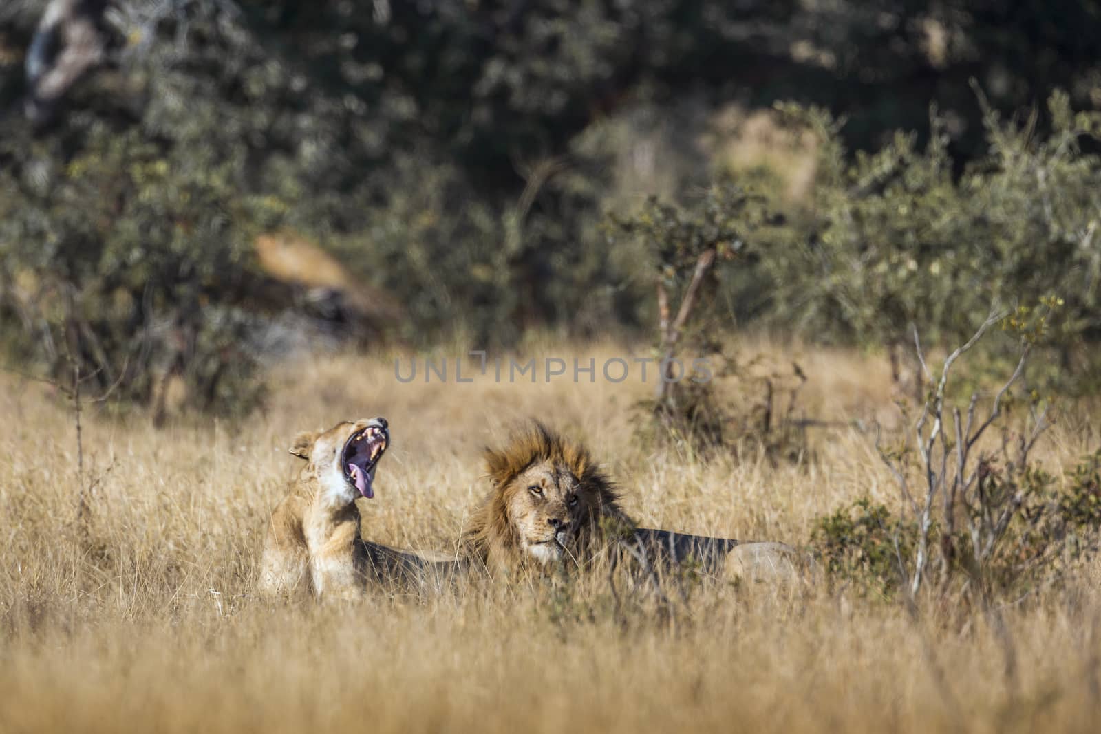 African lion in Kruger National park, South Africa by PACOCOMO