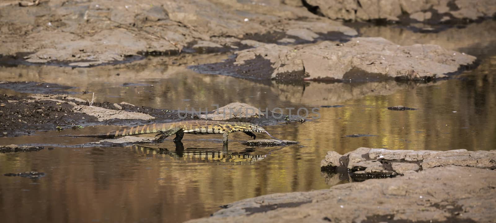 Nile monitor walking in water with reflection in Kruger National park, South Africa ; Specie Varanus niloticus family of Varanidae