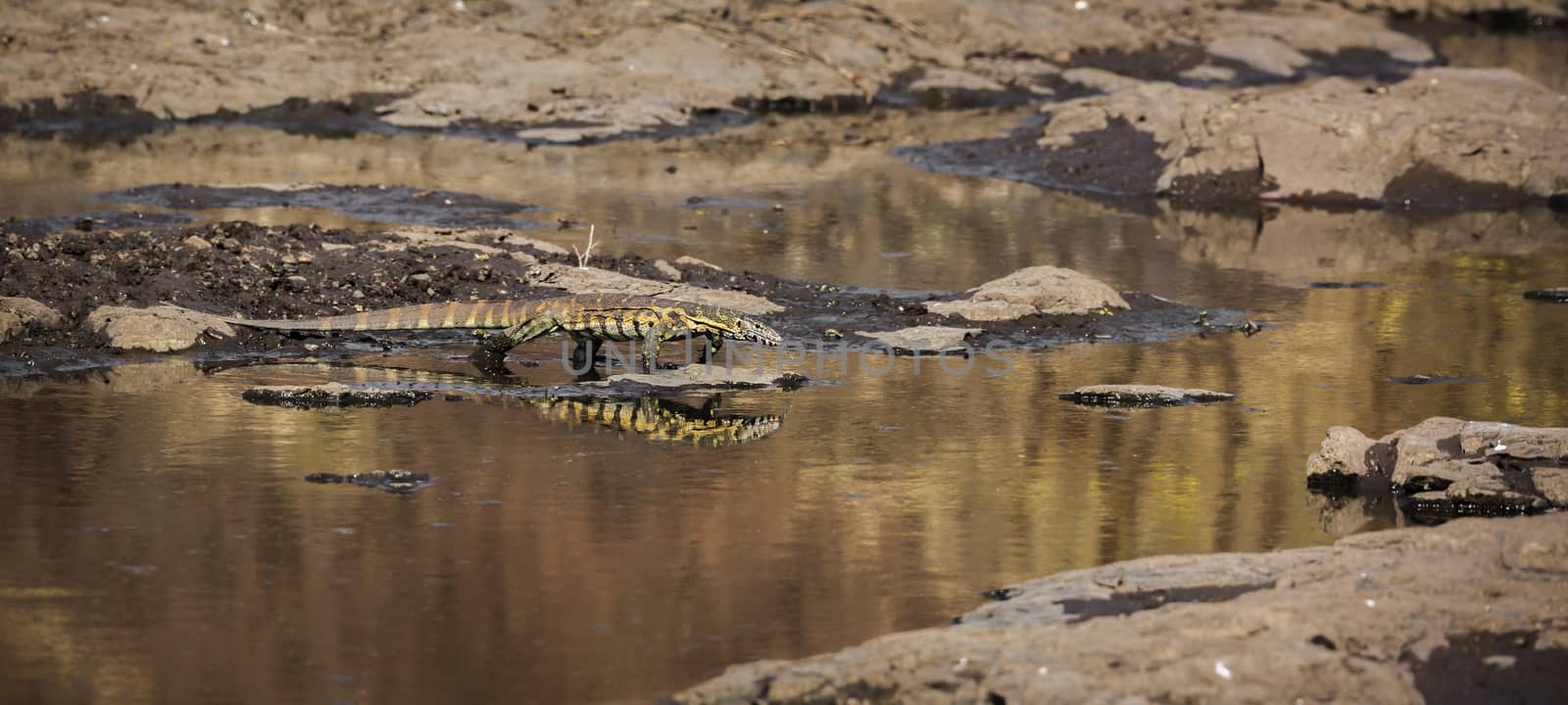 Nile monitor walking in water with reflection in Kruger National park, South Africa ; Specie Varanus niloticus family of Varanidae
