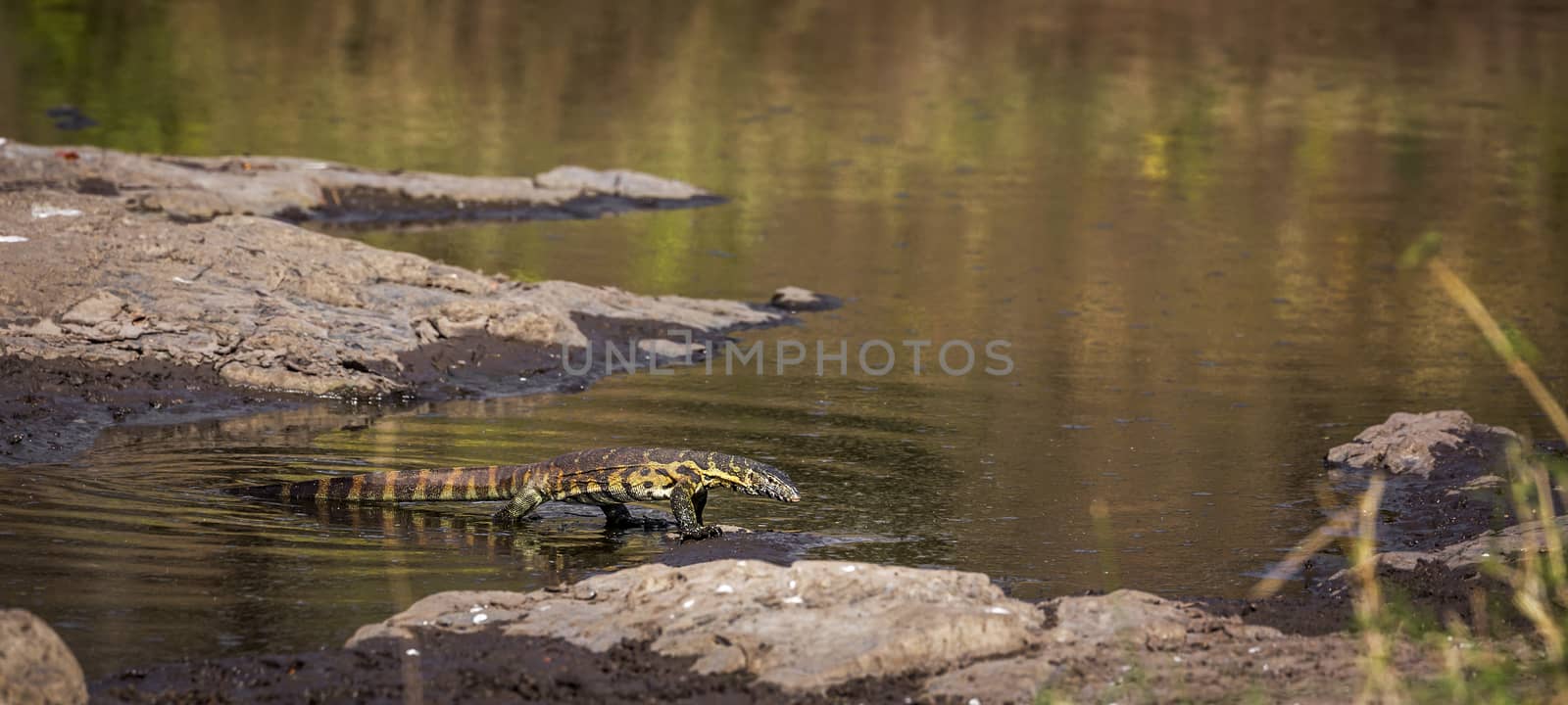 Nile monitor in Kruger National park, South Africa by PACOCOMO