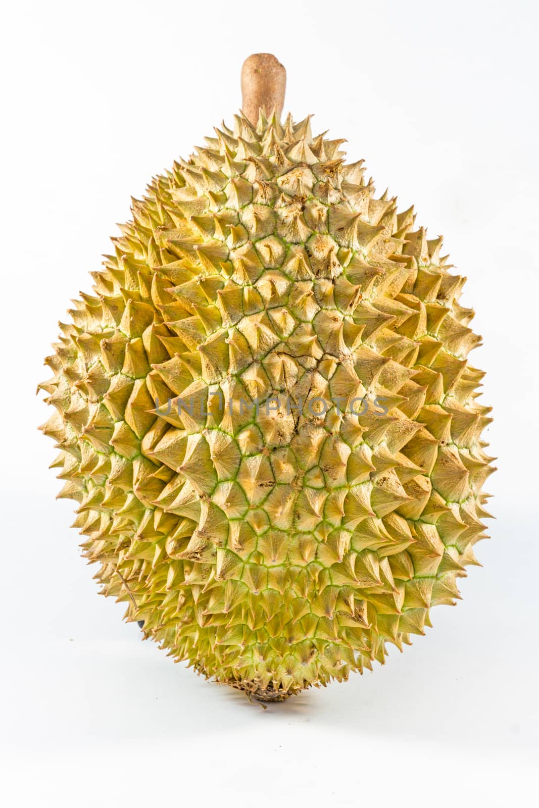 Durian fruit isolated on white background by ronnarong