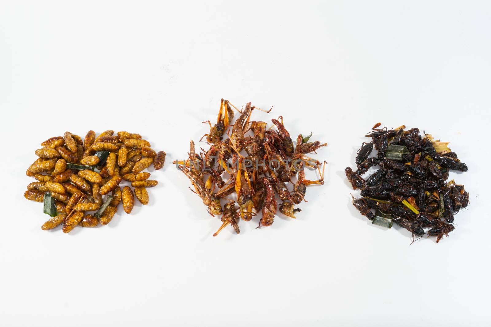 Fried insects. Protein rich food