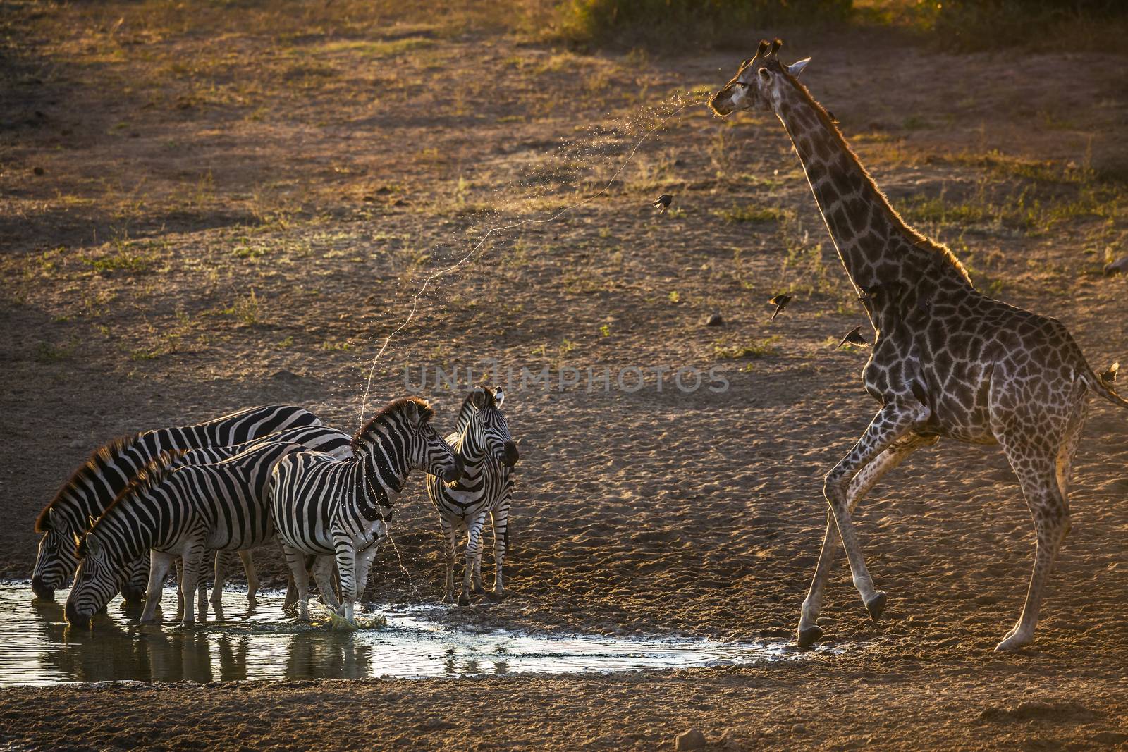 Plains zebra in Kruger National park, South Africa by PACOCOMO