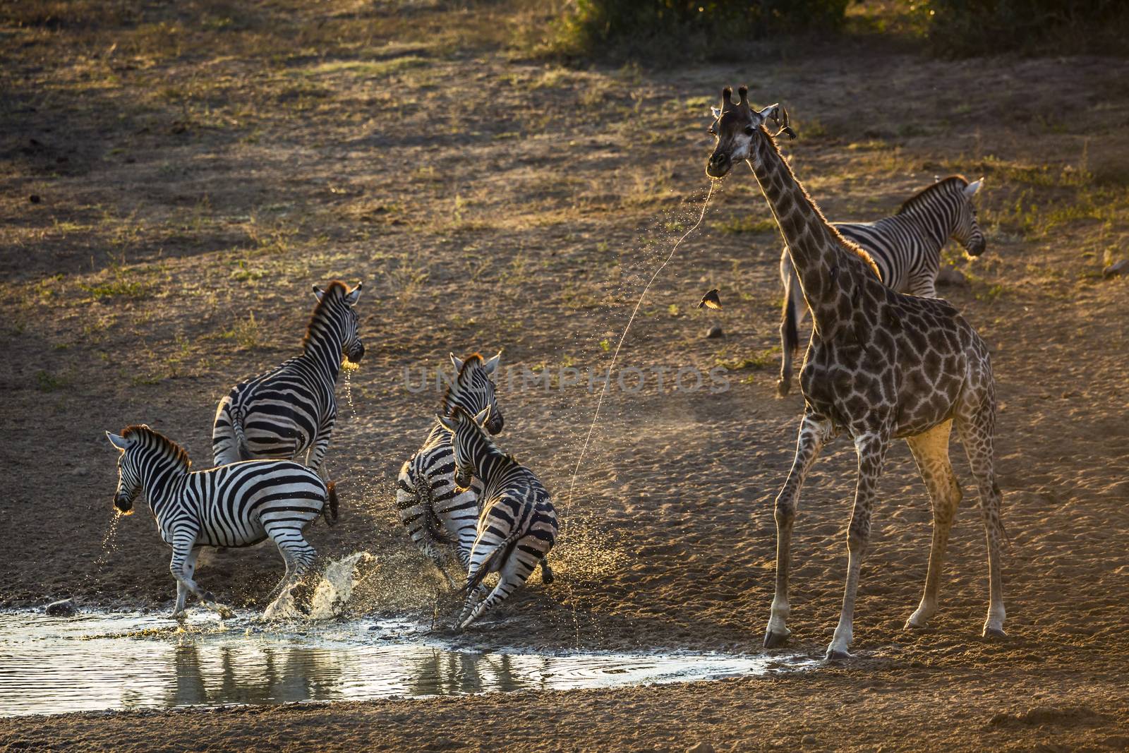 Plains zebra in Kruger National park, South Africa by PACOCOMO