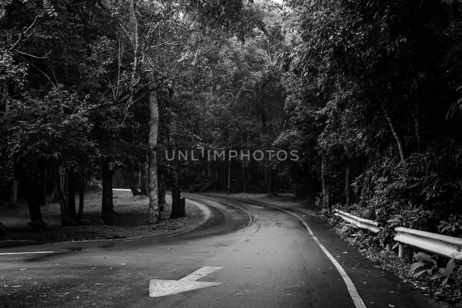Forest road at National Park in Thailand ,black and white effect by ronnarong