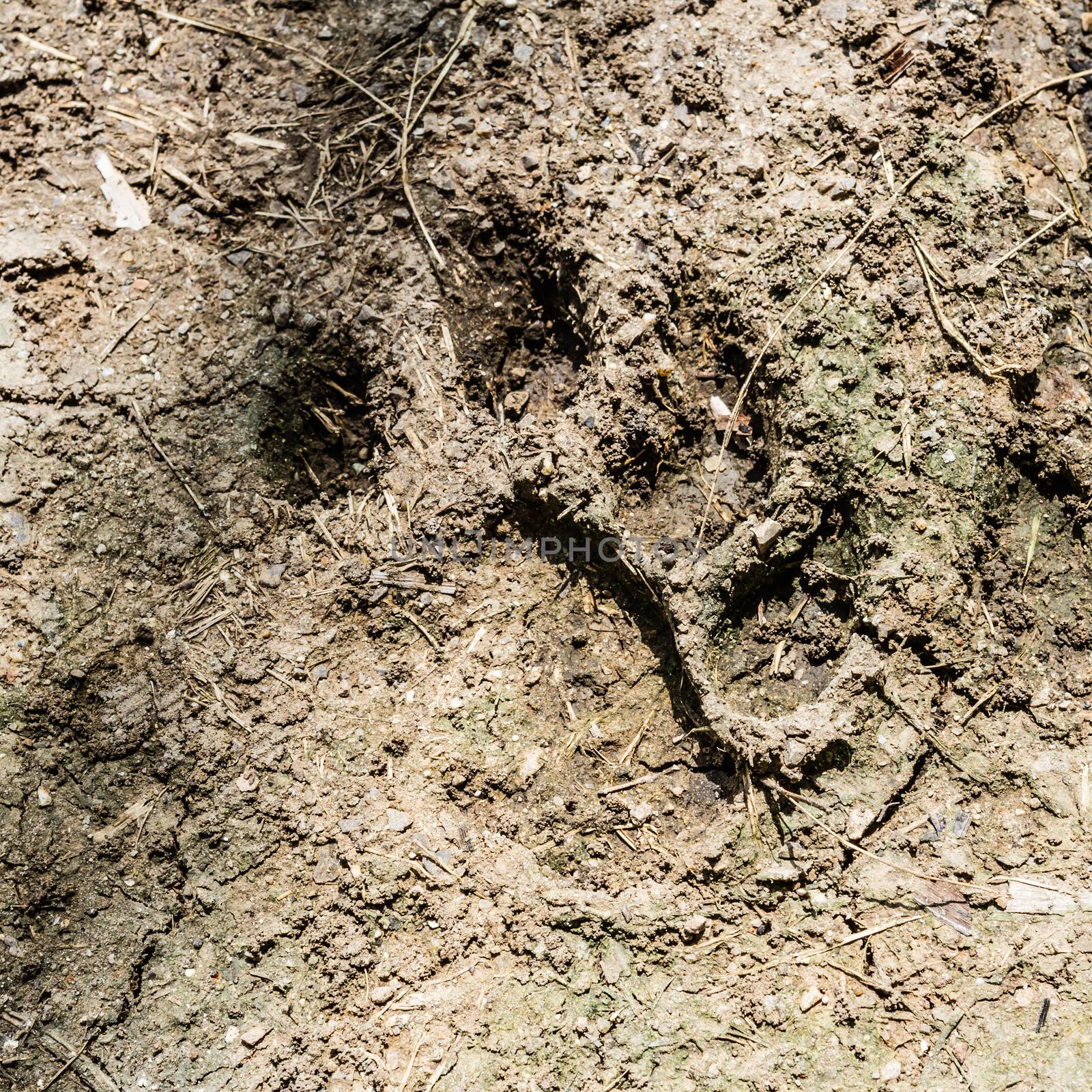 A close up of the footprints of royal bengal tiger on ground.