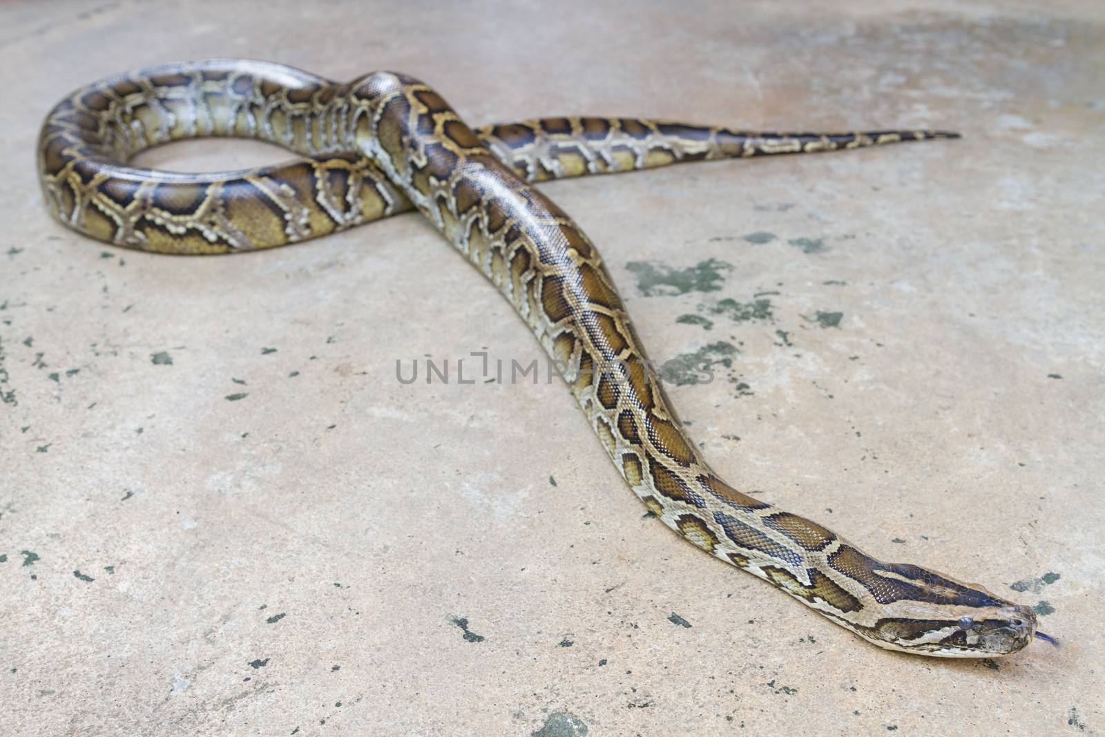 Close up of Boa Constrictor snake.  by ronnarong