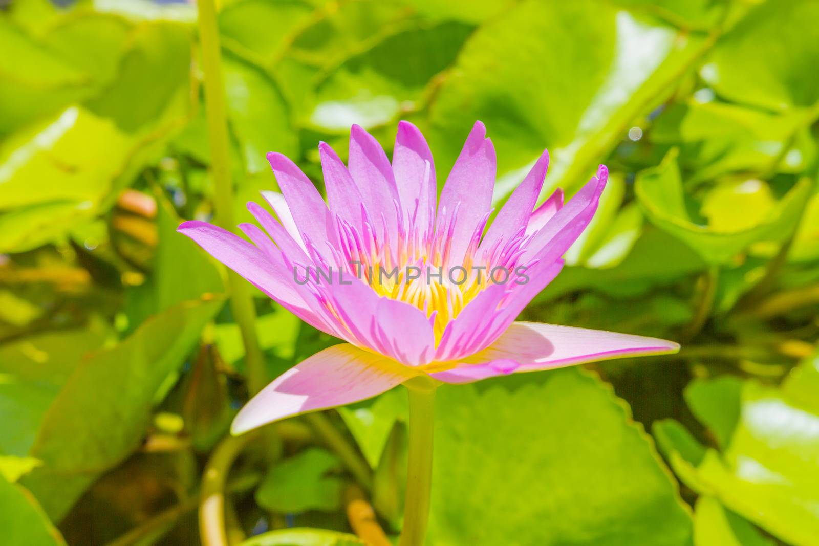 blossom lotus flower by ronnarong