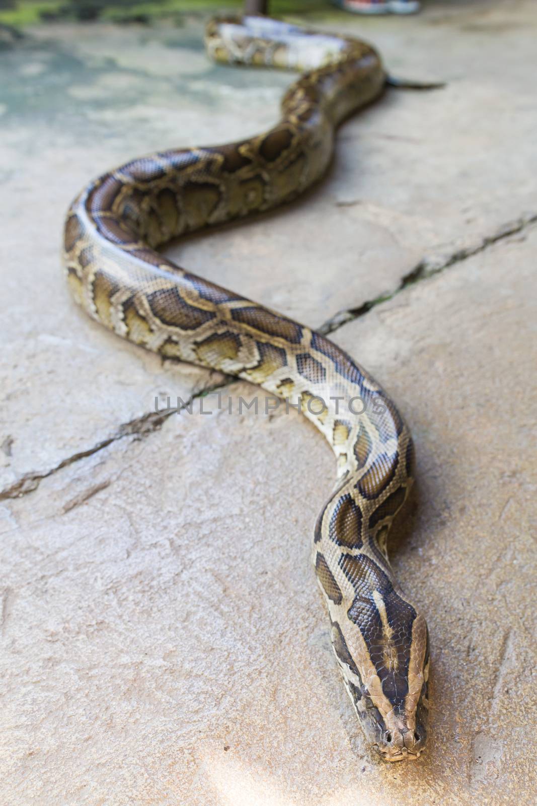 Close up of Boa Constrictor snake.