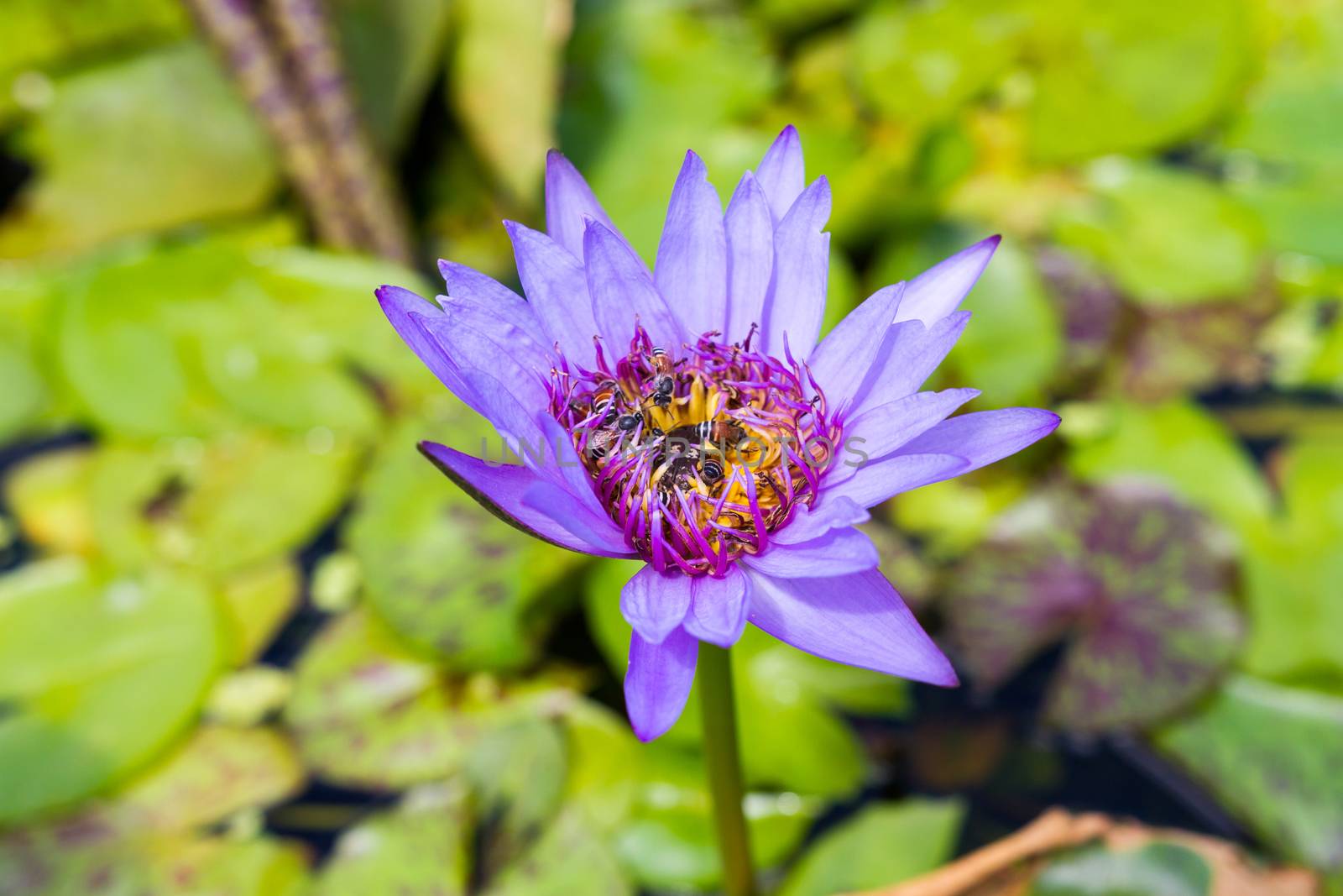 blossom lotus flower with bee
