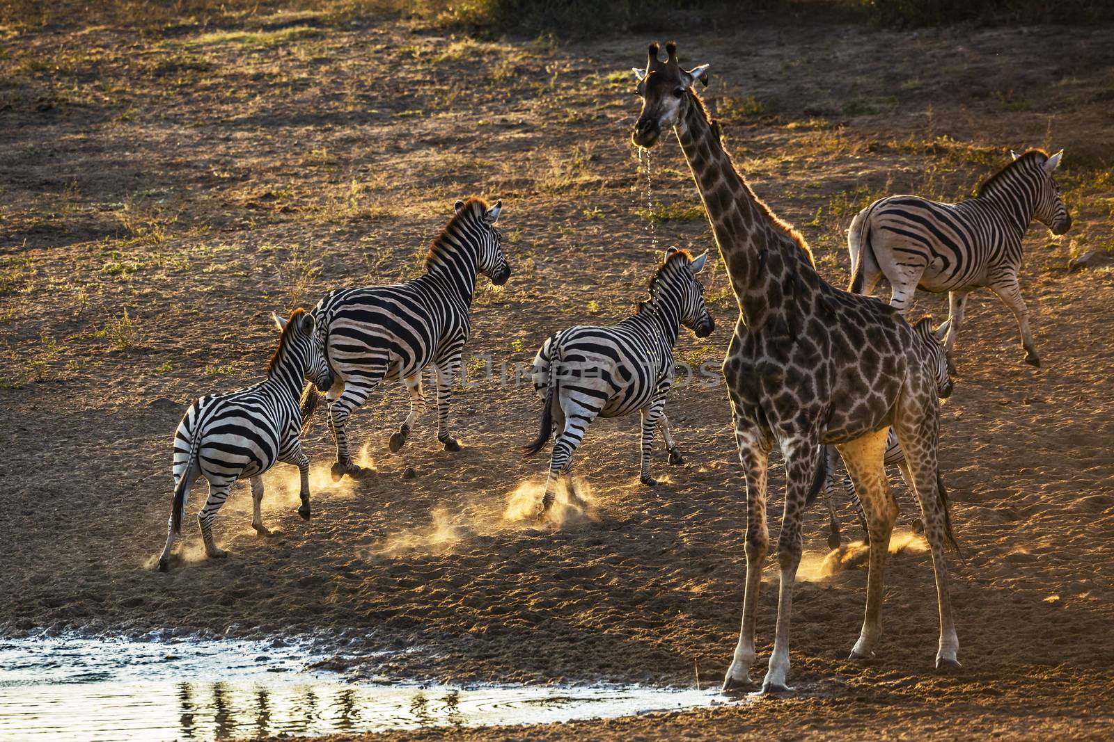 Plains zebra in Kruger National park, South Africa by PACOCOMO