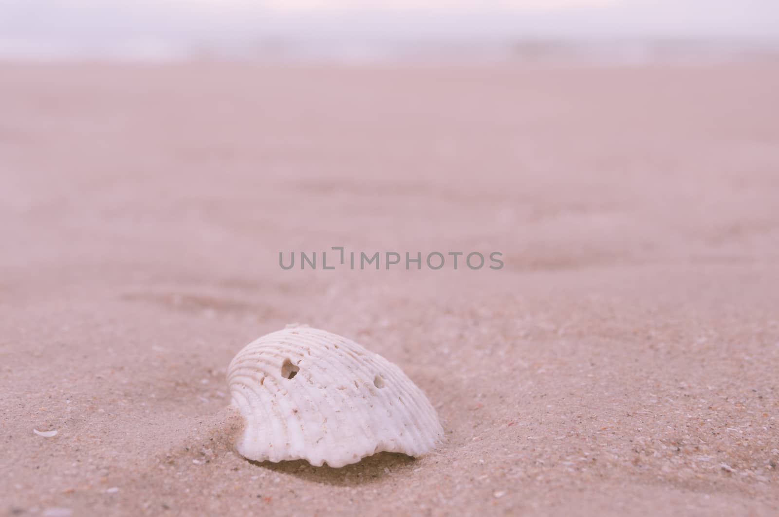 Shell and Sand.Vintage filter. by ronnarong
