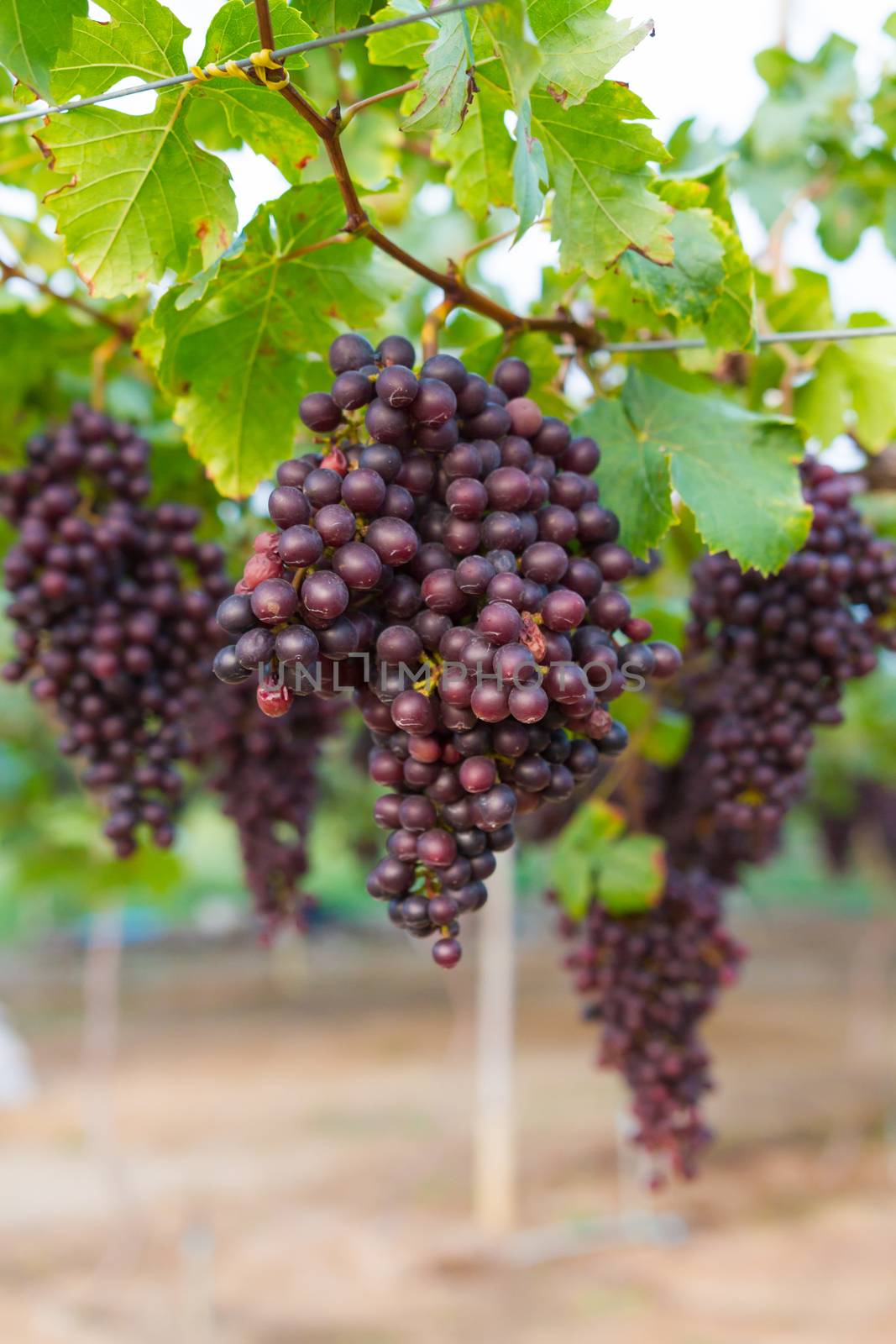 Fresh organic grape on vine branch  by ronnarong