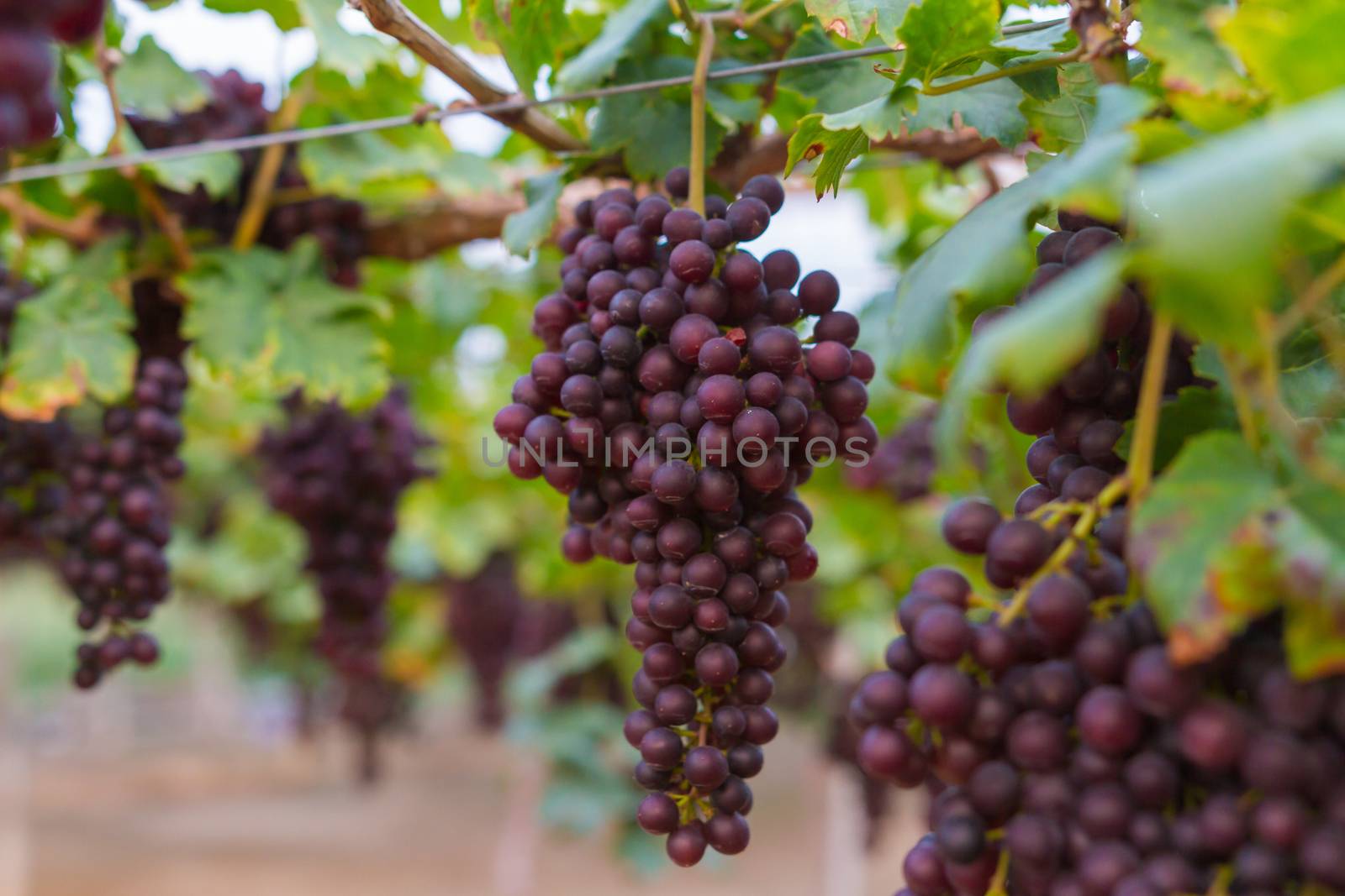 Fresh organic grape on vine branch