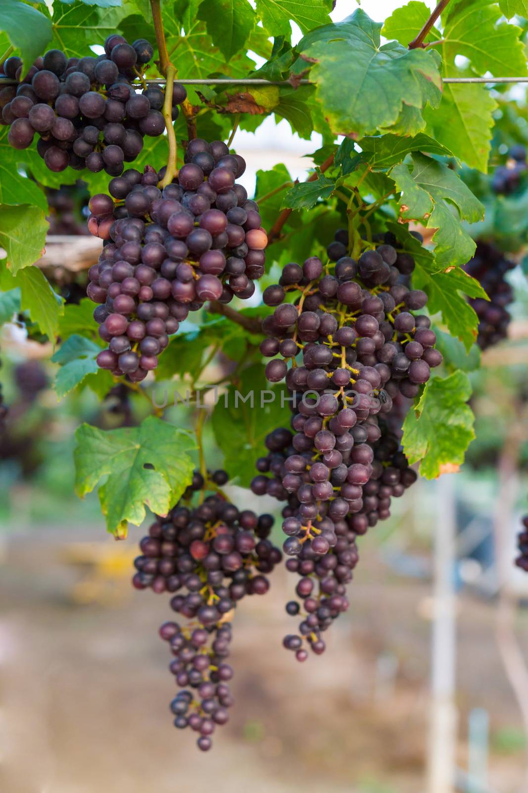 Fresh organic grape on vine branch  by ronnarong